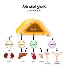 Benefits of Adrenal Support and Turkey Tail Mushroom Tincture